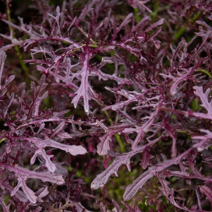 BIO Horčica Moutarde Rouge Metis - Brassica juncea - bio semená horčice - 100 ks