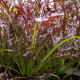 BIO Horčica Moutarde Rouge Metis - Brassica juncea - bio semená horčice - 100 ks