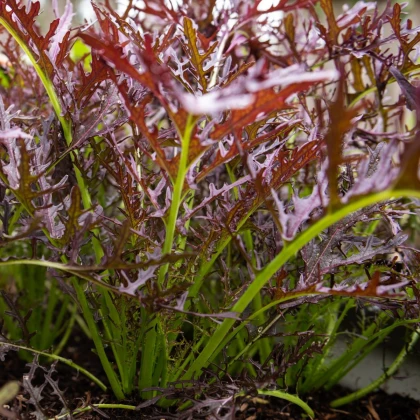 BIO Horčica Moutarde Rouge Metis - Brassica juncea - bio semená horčice - 100 ks
