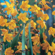 Montbrécia George Davidson žltá - Crocosmia - hľuzy montbrécie - 4 ks