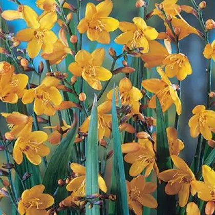 Montbrécia George Davidson žltá - Crocosmia - hľuzy montbrécie - 4 ks