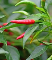 BIO Chilli Piri Piri – Capsicum frutescens – bio semená chilli