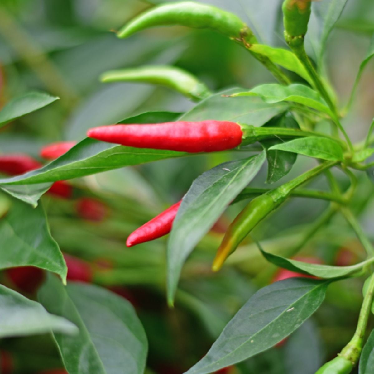 BIO Chilli Piri Piri – Capsicum frutescens – bio semená chilli