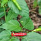 BIO Chilli Piri Piri – Capsicum frutescens – bio semená chilli