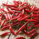 BIO Chilli Piri Piri – Capsicum frutescens – bio semená chilli