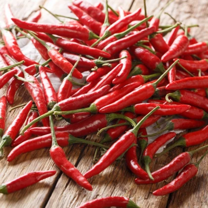 BIO Chilli Piri Piri – Capsicum frutescens – bio semená chilli