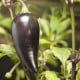 BIO Chilli Jalapeno Purple – Capsicum annuum – bio semená