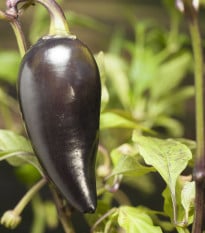 BIO Chilli Jalapeno Purple – Capsicum annuum – bio semená