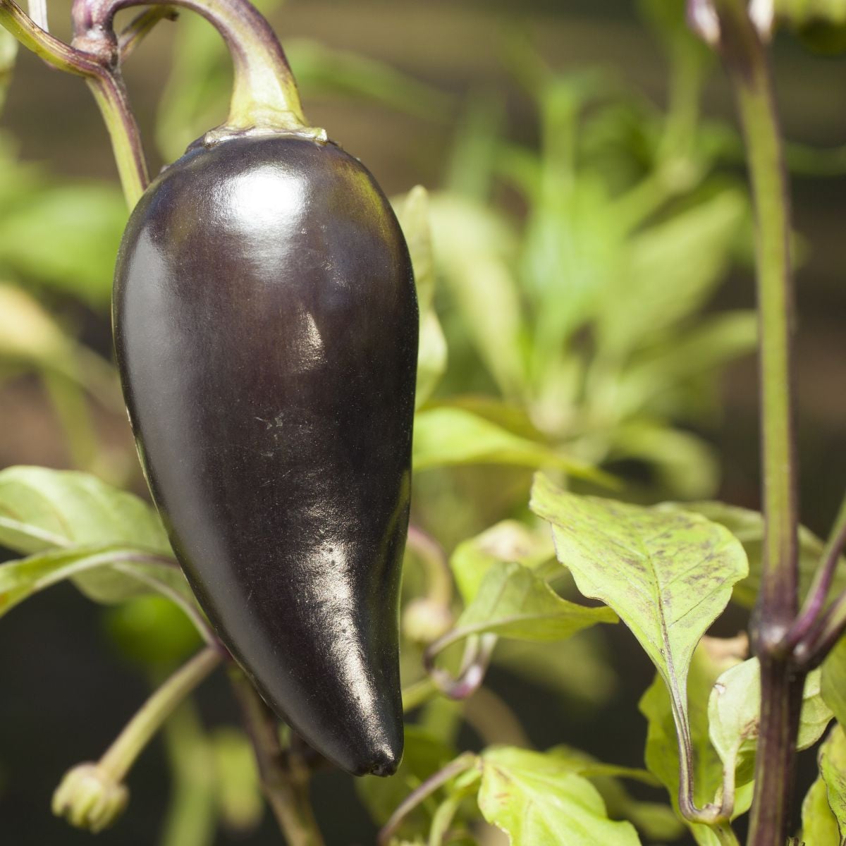 BIO Chilli Jalapeno Purple – Capsicum annuum – bio semená