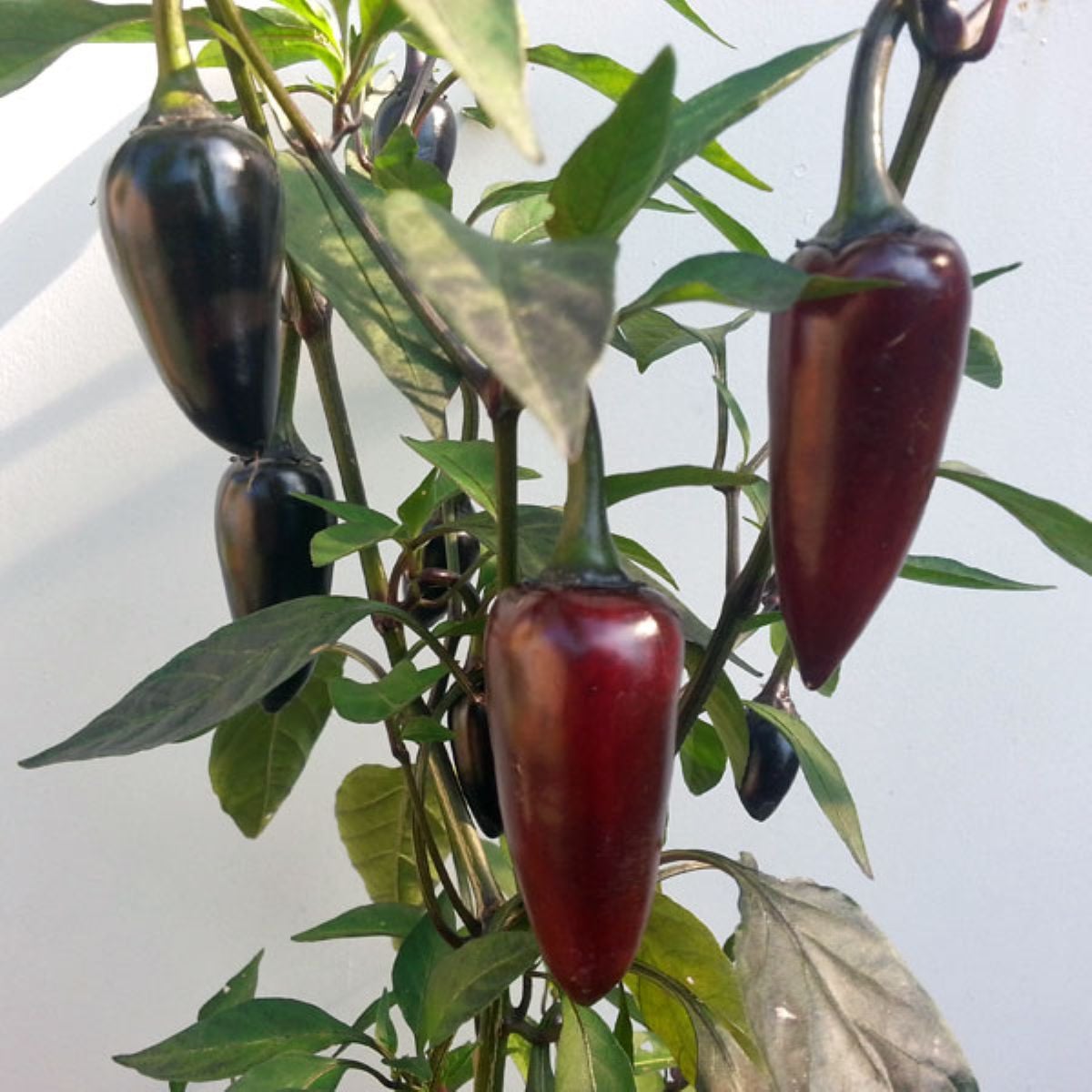 BIO Chilli Jalapeno Purple – Capsicum annuum – bio semená