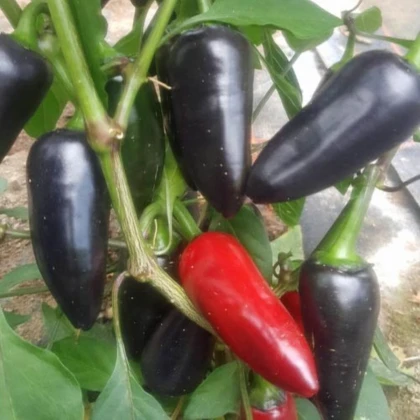 BIO Chilli Jalapeno Purple – Capsicum annuum – bio semená