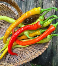 Semená čili papričiek – BIO Chilli Corbaci – Capsicum annuum