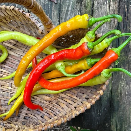 Semená čili papričiek – BIO Chilli Corbaci – Capsicum annuum