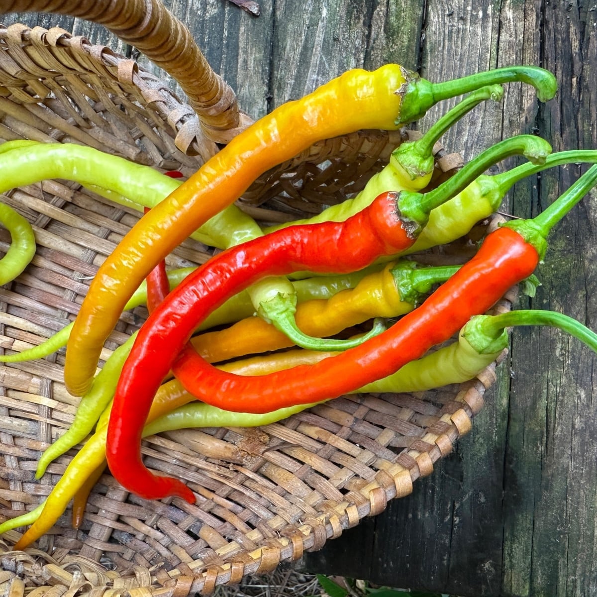Semená čili papričiek – BIO Chilli Corbaci – Capsicum annuum
