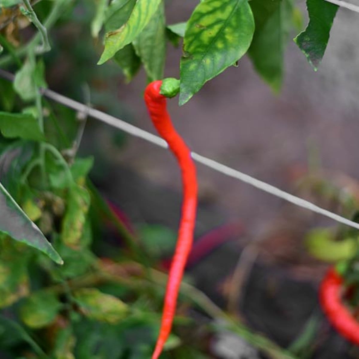 Semená čili papričiek – BIO Chilli Corbaci – Capsicum annuum