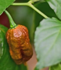 BIO Chilli Carolina Reaper Caramel – semená čili