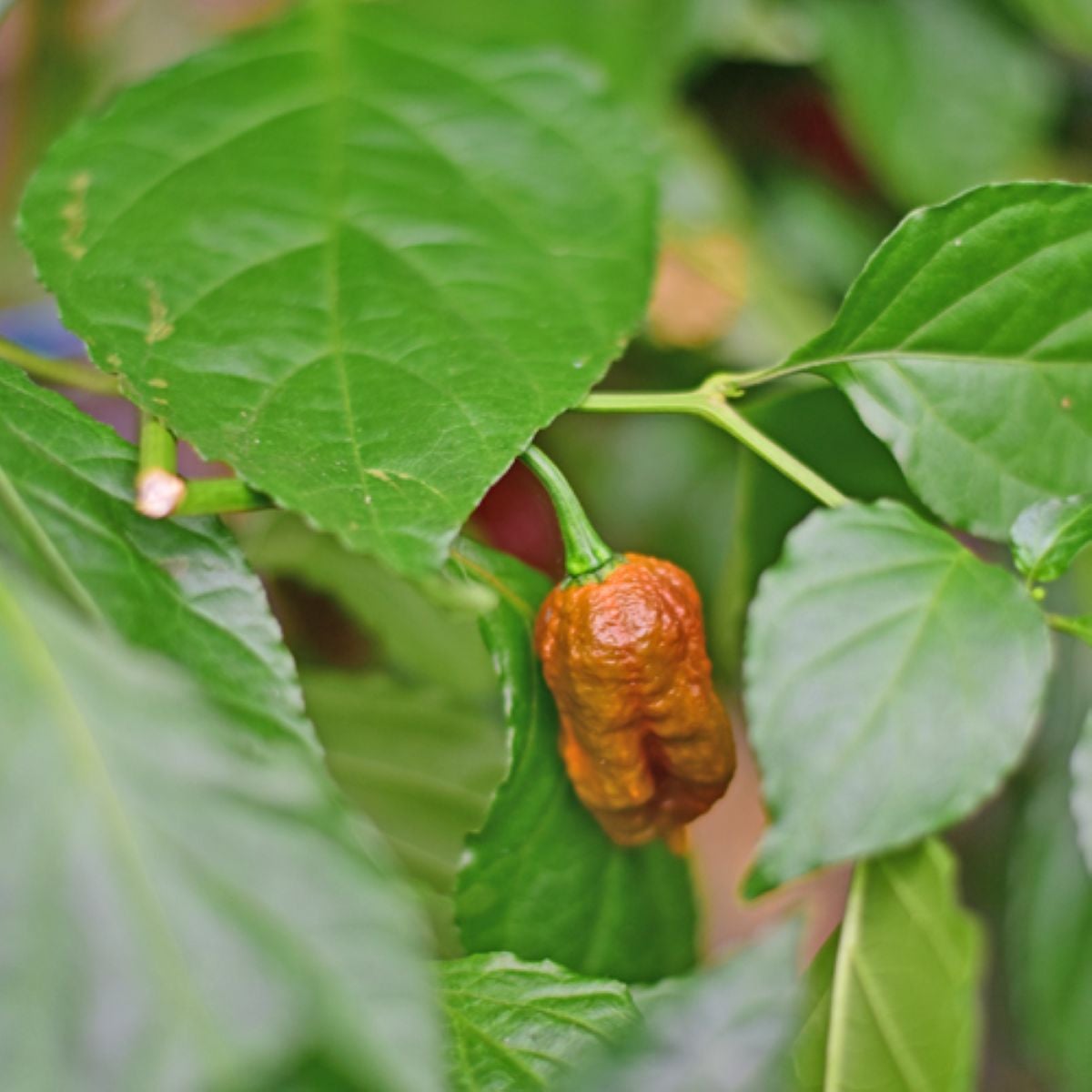 BIO Chilli Carolina Reaper Caramel – semená čili