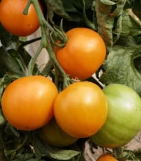 BIO Paradajka Mandaline kolíková - semená paradajky