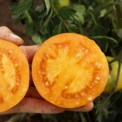 BIO Paradajka Mandaline kolíková - semená paradajky