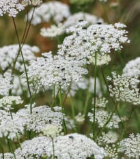 Pakmín väčší – Queen of Africa – Ammi majus – semená