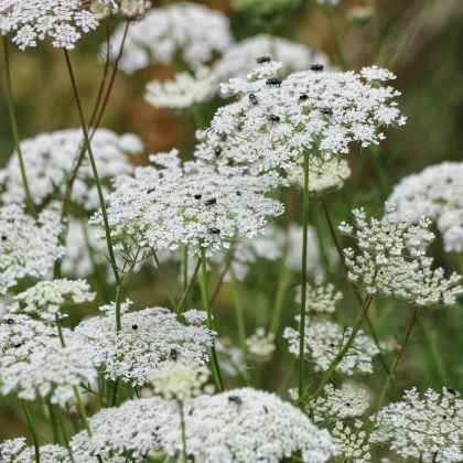 Pakmín väčší – Queen of Africa – Ammi majus – semená