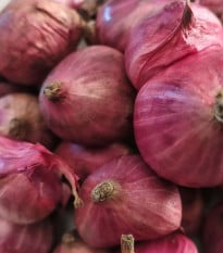 Cibuľa šalotka Charlotka – Allium cepa L. – semená cibule