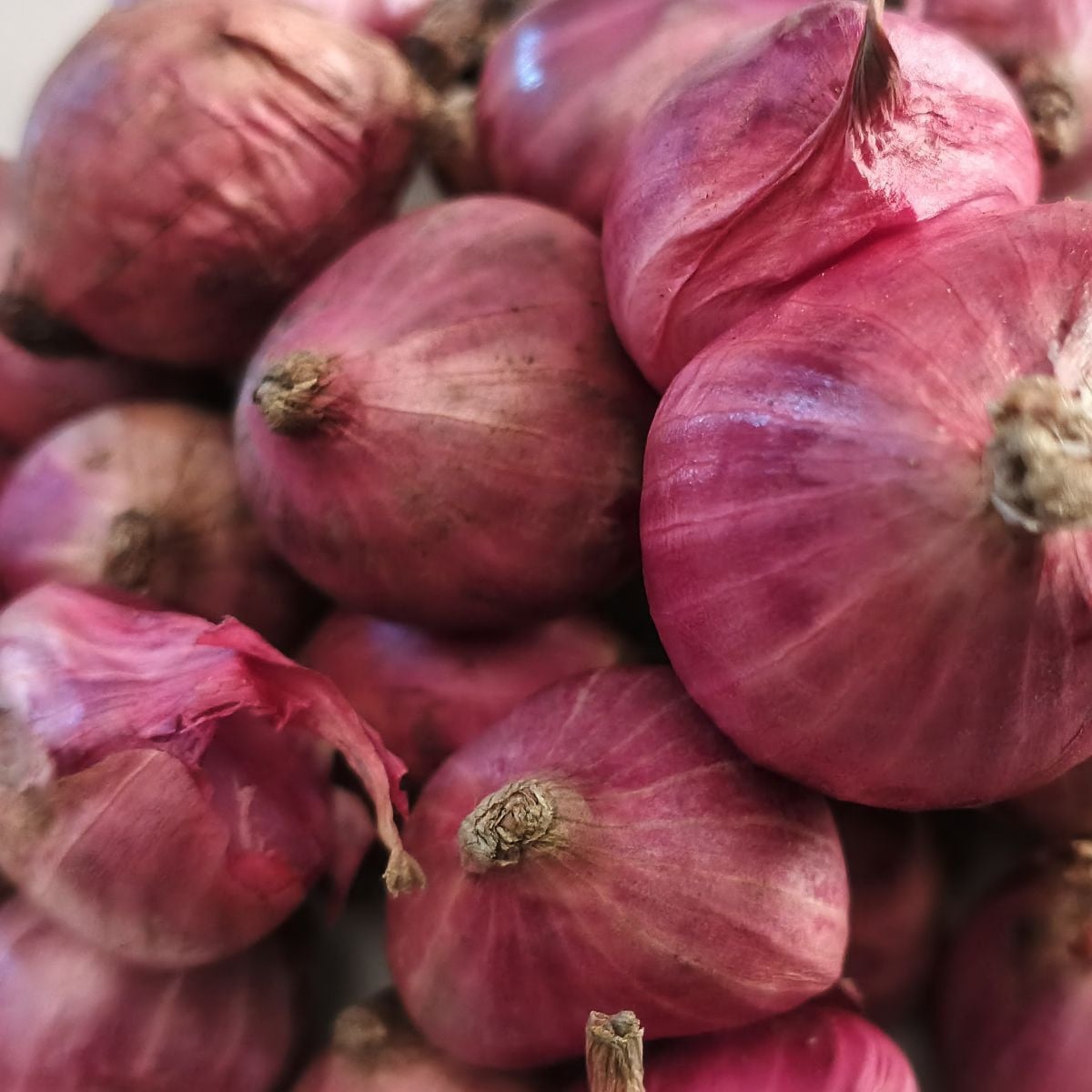 Cibuľa šalotka Charlotka – Allium cepa L. – semená cibule