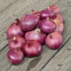 Cibuľa šalotka Charlotka – Allium cepa L. – semená cibule