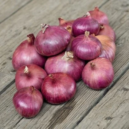 Cibuľa šalotka Charlotka – Allium cepa L. – semená cibule