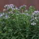 BIO Majorán – Origanum majorana – semená majoránu