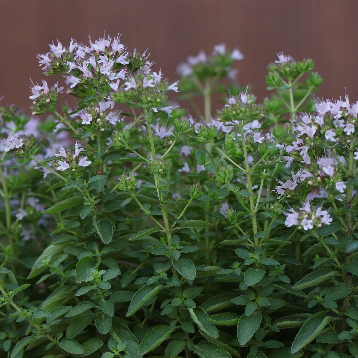 BIO Majorán – Origanum majorana – semená majoránu