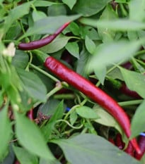 BIO chilli Cayenne Chocolate – semená chilli 8 ks | Semena.cz