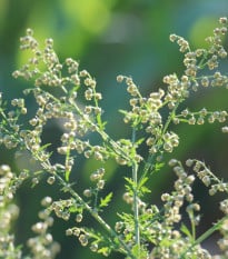 BIO Palina ročná – Artemisia annua – bio semená paliny