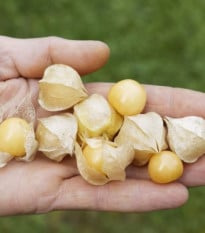Machovka nízka Dulceria – Physalis pruinosa – semená
