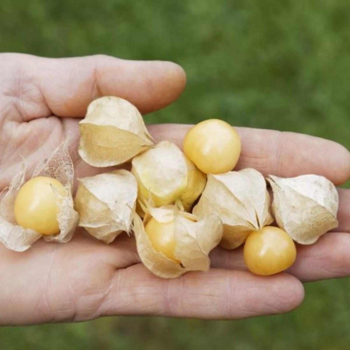 Machovka nízka Dulceria – Physalis pruinosa – semená