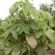 Machovka nízka Dulceria – Physalis pruinosa – semená