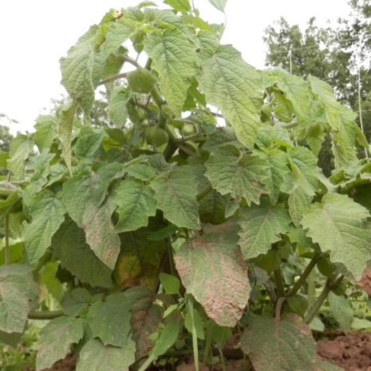 Machovka nízka Dulceria – Physalis pruinosa – semená