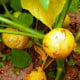 Machovka dužnoplodá Aurora – Physalis philadelphica – semená