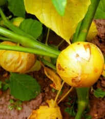 Machovka dužnoplodá Aurora – Physalis philadelphica – semená