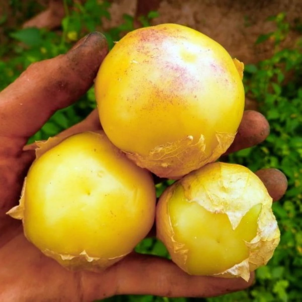 Machovka dužnoplodá Aurora – Physalis philadelphica – semená