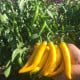 Chilli Cayellow – Capsicum annuum – semená chilli papričky