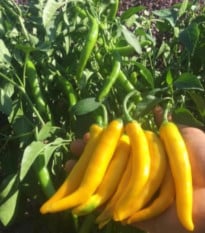 Chilli Cayellow – Capsicum annuum – semená chilli papričky