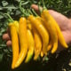 Chilli Cayellow – Capsicum annuum – semená chilli papričky