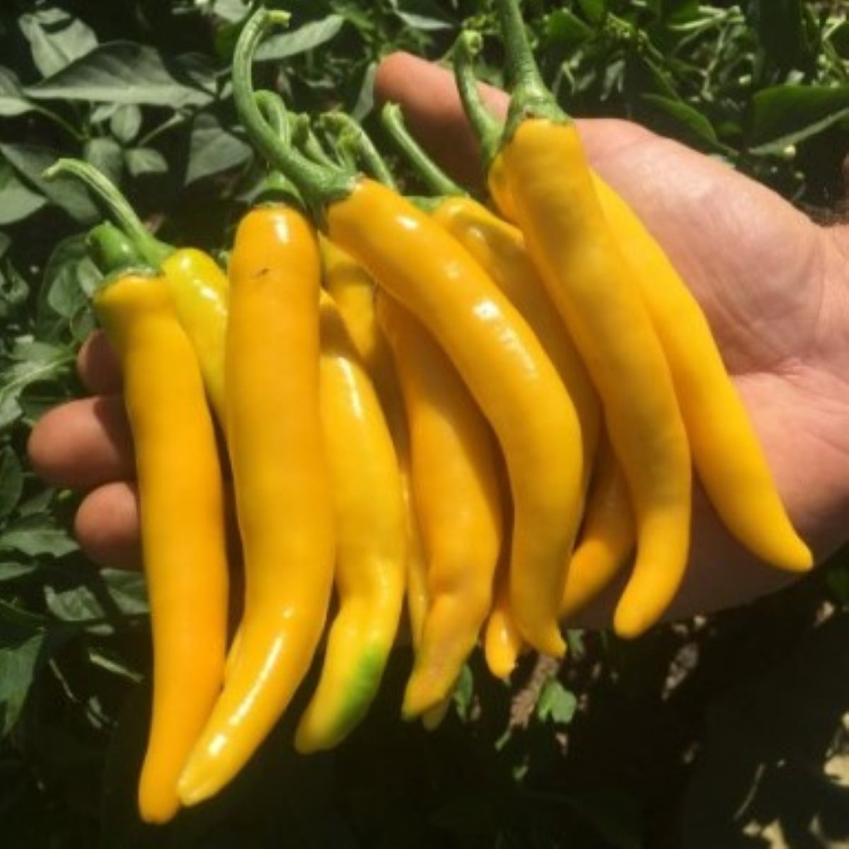 Chilli Cayellow – Capsicum annuum – semená chilli papričky