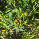 Chilli Sipka Zitronen – Capsicum annuum – semená čili