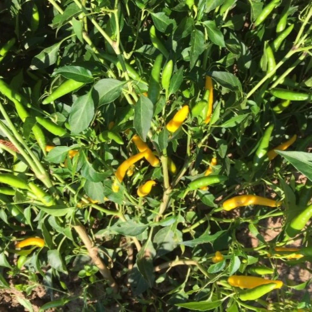 Chilli Sipka Zitronen – Capsicum annuum – semená čili