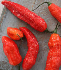 BIO Chilli Naga Jolokia – Capsicum chinense – bio semená