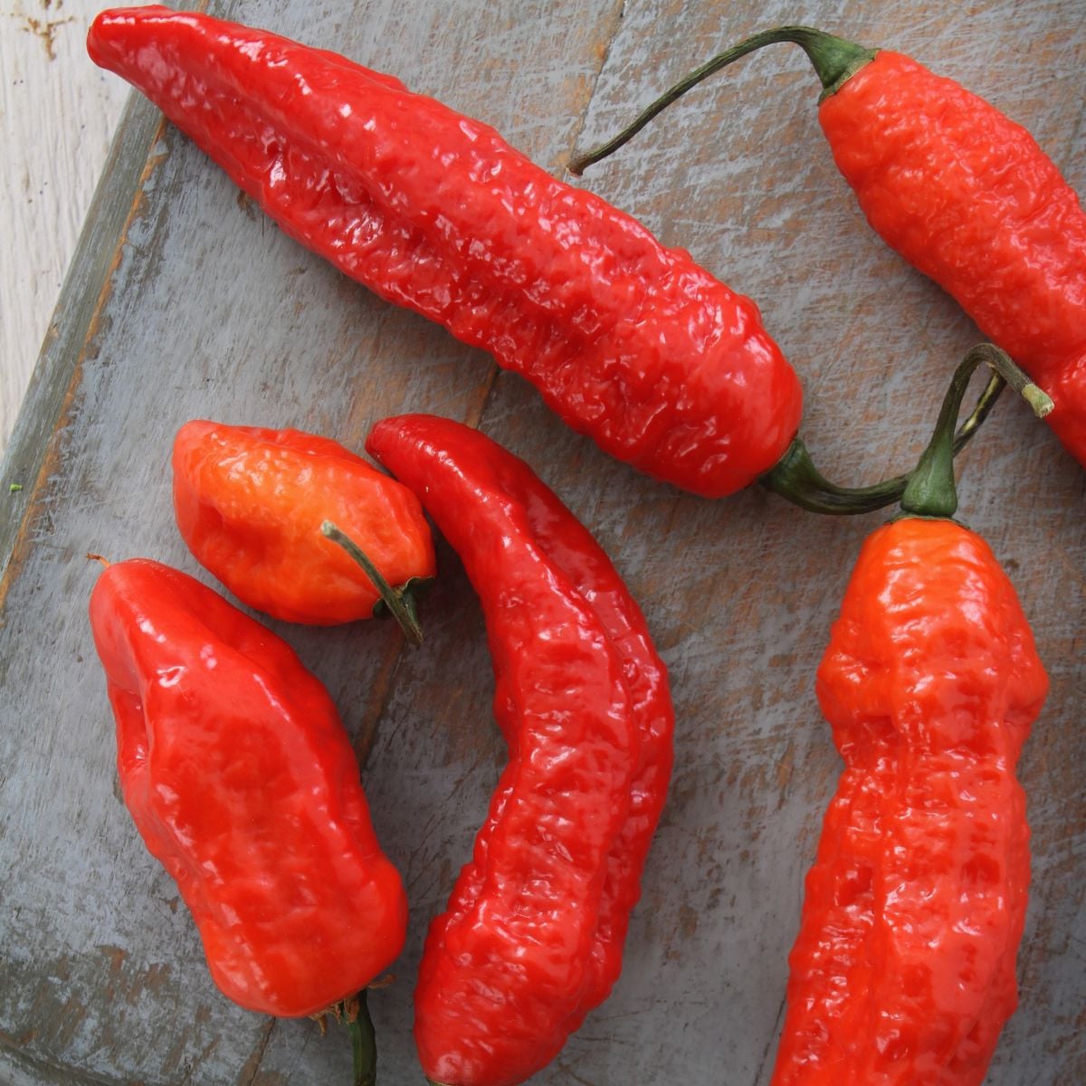 BIO Chilli Naga Jolokia – Capsicum chinense – bio semená