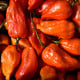 BIO Chilli Naga Jolokia – Capsicum chinense – bio semená