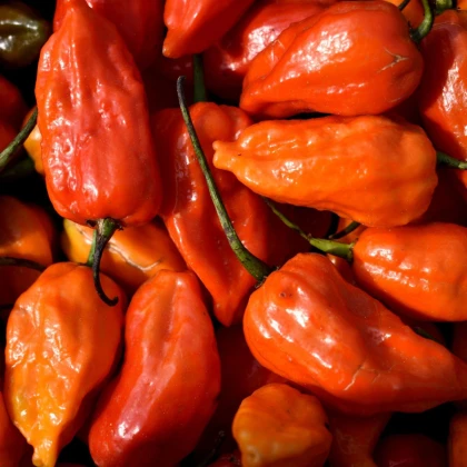BIO Chilli Naga Jolokia – Capsicum chinense – bio semená
